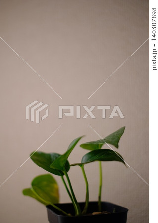シンプルな白い壁を背景に置かれた小さな観葉植物 シンプルな白い壁を背景に置かれた小さな観葉植物 140307898