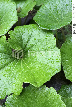 雨粒がたっぷり乗ったフキの大きな丸い葉の瑞々しいクローズアップ 雨粒がたっぷり乗ったフキの大きな丸い葉の瑞々しいクローズアップ 140307953