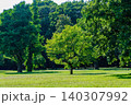 自然公園で輝く新緑の木立 140307992