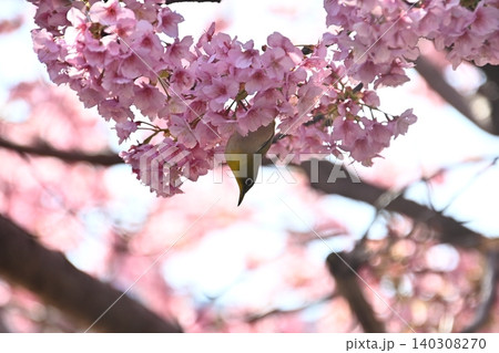 河津桜に集うメジロ 140308270
