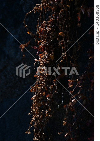 光に照らされた枯れたツル植物 光に照らされた枯れたツル植物 140308568