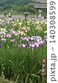 菖蒲園の花々 140308599