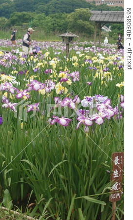 菖蒲園の花々 菖蒲園の花々 140308599