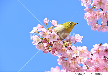 青空と河津桜とメジロ 青空と河津桜とメジロ 140308656