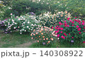 春の薔薇園 140308922