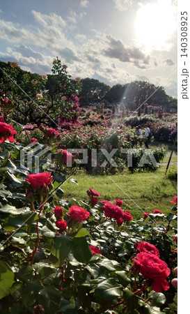 春の薔薇園 春の薔薇園 140308925