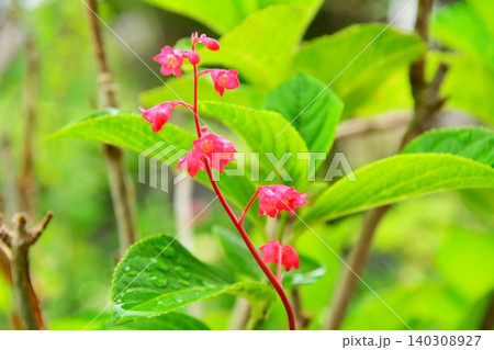 ツボサンゴの花 ツボサンゴの花 140308927