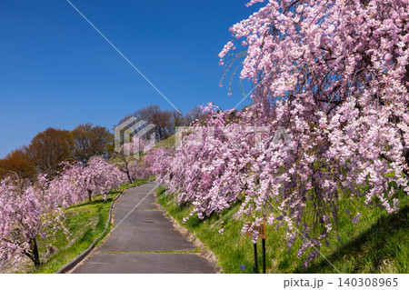 長野県小諸市諸東房 桜の名所飯綱山公園 高台の斜面の散策道沿いに固有種の小諸八重紅枝垂が咲く景色 長野県小諸市諸東房 桜の名所飯綱山公園 高台の斜面の散策道沿いに固有種の小諸八重紅枝垂が咲く景色 140308965