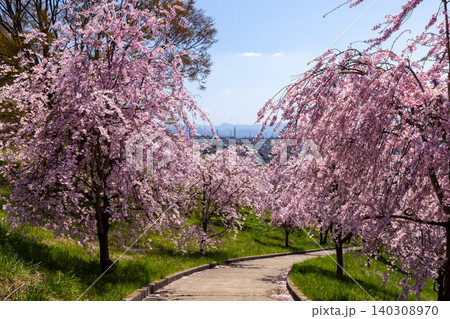 長野県小諸市諸東房 桜の名所飯綱山公園 高台の斜面の散策道沿いに固有種の小諸八重紅枝垂が咲く景色 長野県小諸市諸東房 桜の名所飯綱山公園 高台の斜面の散策道沿いに固有種の小諸八重紅枝垂が咲く景色 140308970