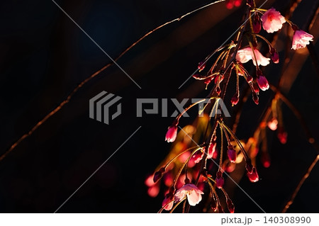光をまとった枝垂れ桜の春景色 光をまとった枝垂れ桜の春景色 140308990