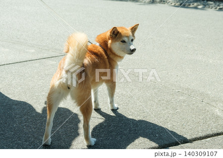 Japanese dog breeds you should say Japanese dog breeds you should say 140309107