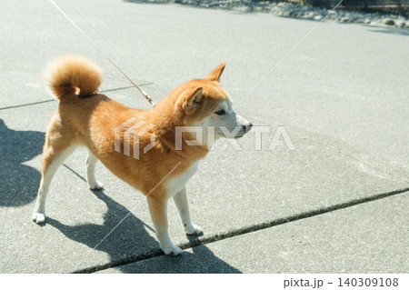Japanese dog breeds you should say 140309108