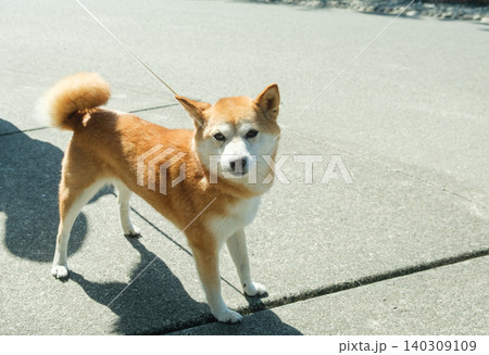 Japanese dog breeds you should say Japanese dog breeds you should say 140309109