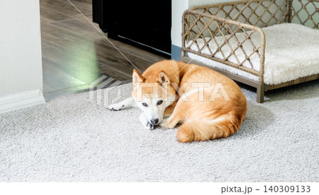 Japanese dog breeds you should say Japanese dog breeds you should say 140309133