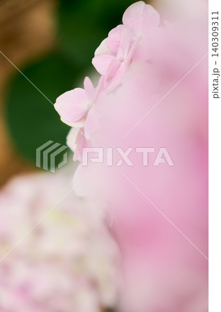 前後の立体的なボケで花の美しさを引き立てた初夏のピンクのアジサイのクローズアップ 140309311