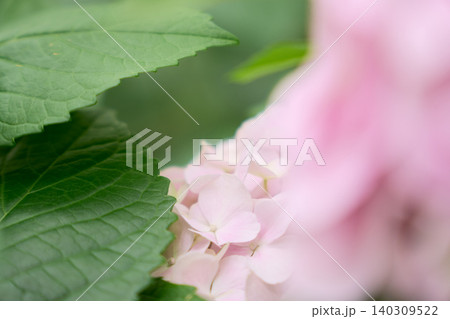 前後の立体的なボケで花の美しさを引き立てた初夏のピンクのアジサイのクローズアップ 前後の立体的なボケで花の美しさを引き立てた初夏のピンクのアジサイのクローズアップ 140309522
