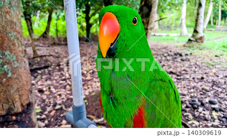 Close-up photo of the Sulawesi parrot (Tanygnathus megalorynchos), an endemic hook-billed bird with bright colors 140309619