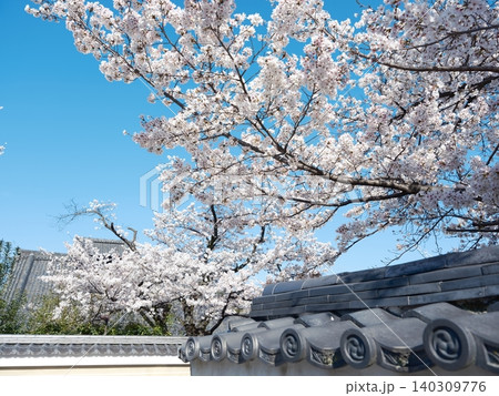 桜 さくら サクラ 140309776
