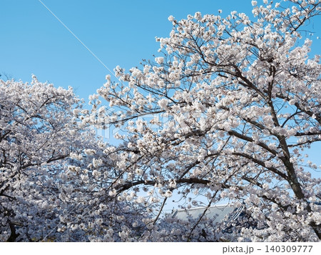 桜 さくら サクラ 140309777
