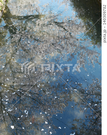 桜 さくら サクラ 140309782