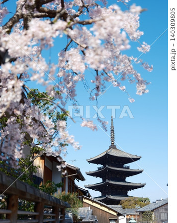桜 さくら サクラ 140309805