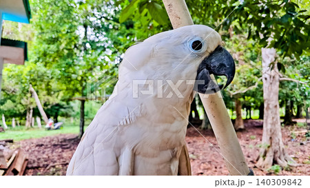 Close-up photo of the umbrella cockatoo (Cacatua alba), an exotic bird with a large crest from North Maluku that is elegant. 140309842