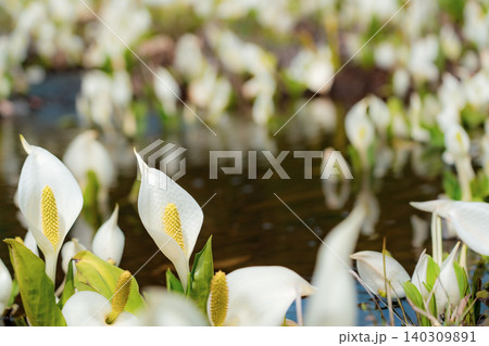 水芭蕉の群生地 140309891