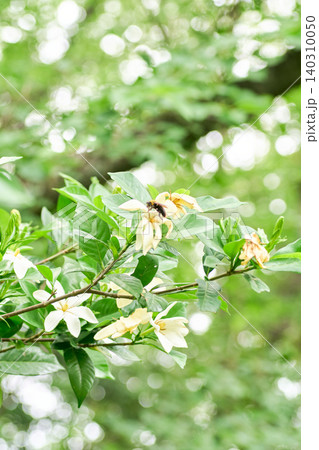 蜜を求めて一重のクチナシの花にとまったクマバチ。左向き 140310050