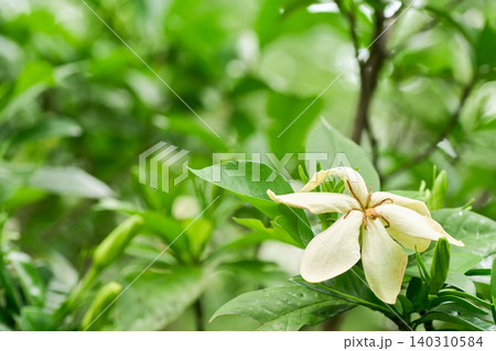 曇天の柔らかな自然光に包まれた枯れ始めた一重のクチナシの花と美しくぼやけた背景 曇天の柔らかな自然光に包まれた枯れ始めた一重のクチナシの花と美しくぼやけた背景 140310584