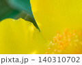 木漏れ日に光るキンシバイの黄色い花びらの質感 木漏れ日に光るキンシバイの黄色い花びらの質感 140310702