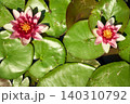 初夏の日差しを浴びて咲くピンク色の睡蓮の花のクローズアップ 初夏の日差しを浴びて咲くピンク色の睡蓮の花のクローズアップ 140310792