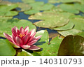 初夏の日差しを浴びて咲くピンク色の睡蓮の花のクローズアップ 初夏の日差しを浴びて咲くピンク色の睡蓮の花のクローズアップ 140310793