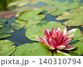 初夏の日差しを浴びて咲くピンク色の睡蓮の花のクローズアップ 初夏の日差しを浴びて咲くピンク色の睡蓮の花のクローズアップ 140310794