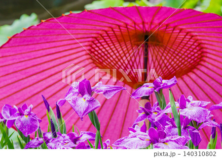 赤い和傘を装う紅紫色の花びらが綺麗な花菖蒲（鳳凰冠） 140310802