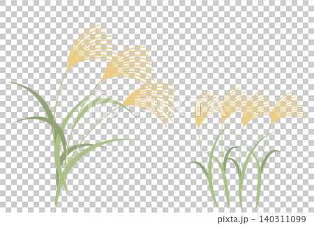 Simple flat illustration of pampas grass Simple flat illustration of pampas grass 140311099