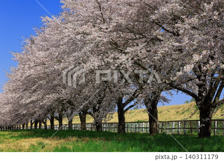 満開の桜のある風景 満開の桜のある風景 140311179