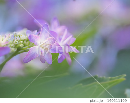 額紫陽花の花弁 額紫陽花の花弁 140311199
