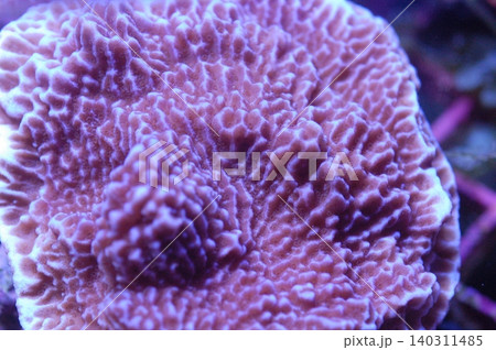 Purple Encrusting Montipora, Montipora sp 140311485