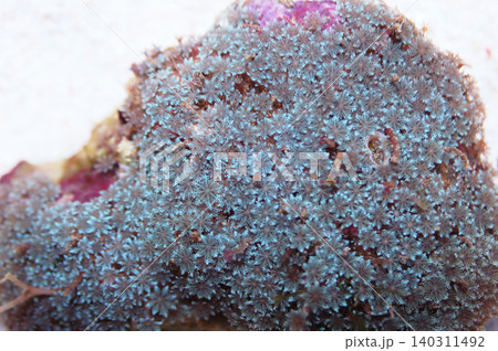 Blue Mini Glove Polyps Rock, Cervera spp Blue Mini Glove Polyps Rock, Cervera spp 140311492