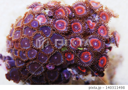 Metallic Pink and Purple Zoanthid Rock, Zoanthus spp Metallic Pink and Purple Zoanthid Rock, Zoanthus spp 140311498