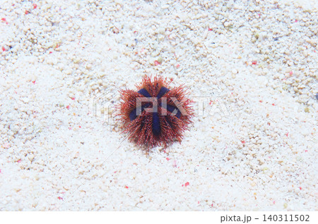 Red Royal Urchin, Mespilia globulus 140311502