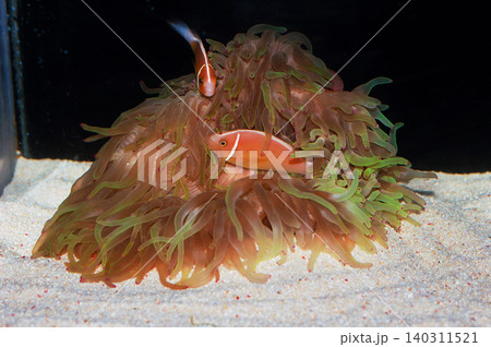 Pink Skunk Anemonefish Pair with Big Pink Tip Green Bubble Anemone, Amphiprion perideraion Pink Skunk Anemonefish Pair with Big Pink Tip Green Bubble Anemone, Amphiprion perideraion 140311521