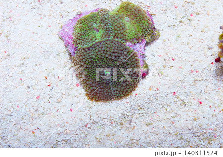 Green Ricordea Florida, Ricordea florida Green Ricordea Florida, Ricordea florida 140311524