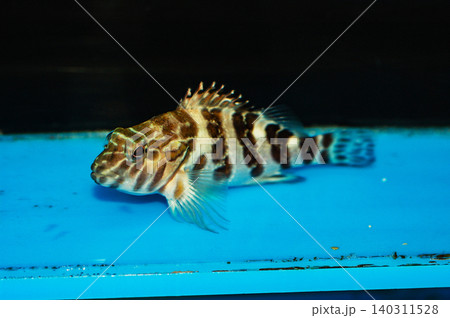 Giant Hawkfish - Cirrhitus rivulatus Giant Hawkfish - Cirrhitus rivulatus 140311528