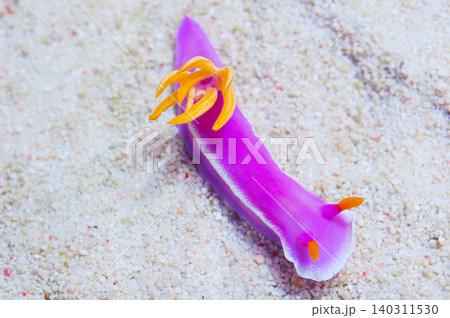 Purple Nudibranch On The Sand, Chromodoris spp 140311530