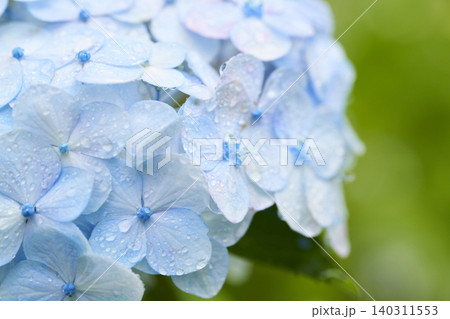 アジサイの花 梅雨イメージ アジサイの花 梅雨イメージ 140311553