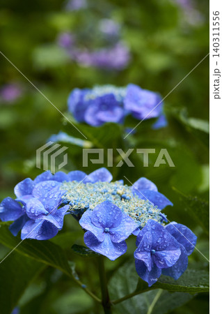 アジサイの花 梅雨イメージ アジサイの花 梅雨イメージ 140311556
