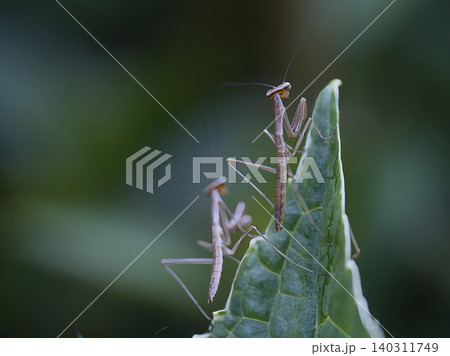 葉に止まるカマキリ 葉に止まるカマキリ 140311749