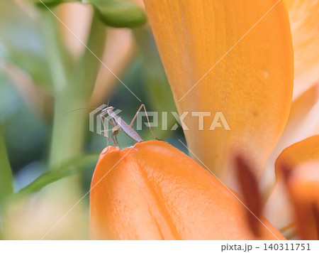 ユリの花に止まるカマキリ 140311751