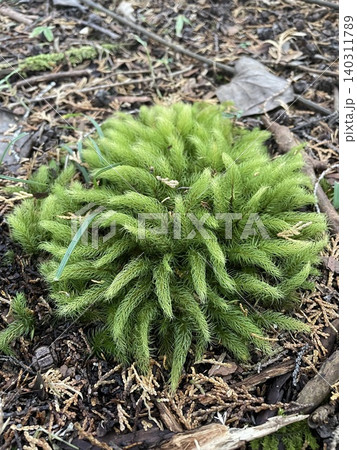 春の訪れを告げるシダ植物 春の訪れを告げるシダ植物 140311789